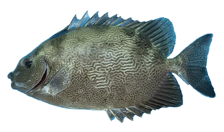 Vermiculated Spinefoot